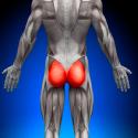 Ягодичные мышцы анатомия упражнения
