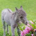 В россии родился самый маленький жеребенок в мире Самая маленькая лошадка родилась в ленобласти
