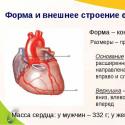 Строение сердца человека и его функции Другие вопросы из категории